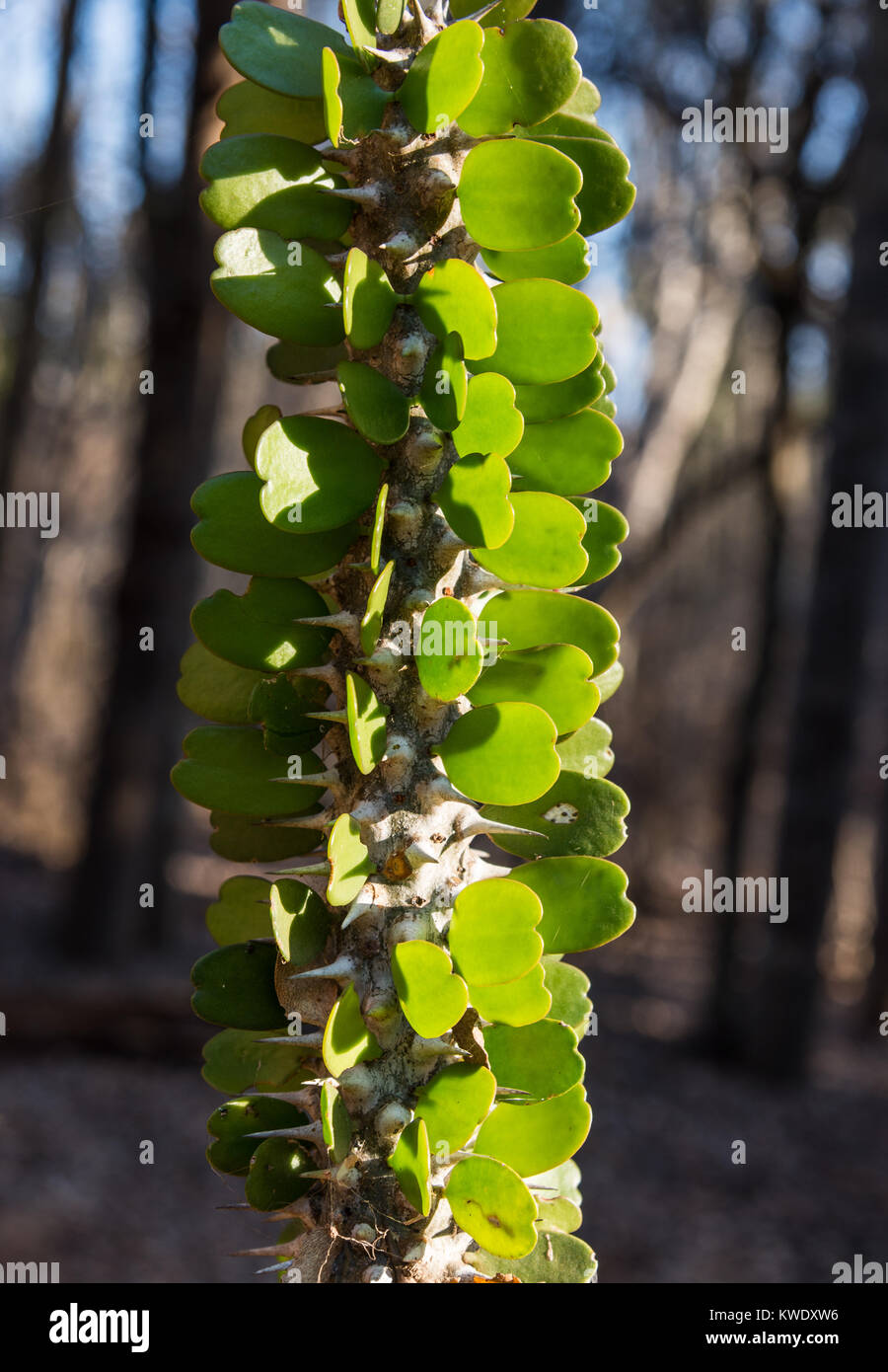 Close up of new growth leaves of Alluaudia procera, or Madagascar ocotillo, in the Spiny Forest of Berenty Private Reserve. Madagascar, Africa. Stock Photo