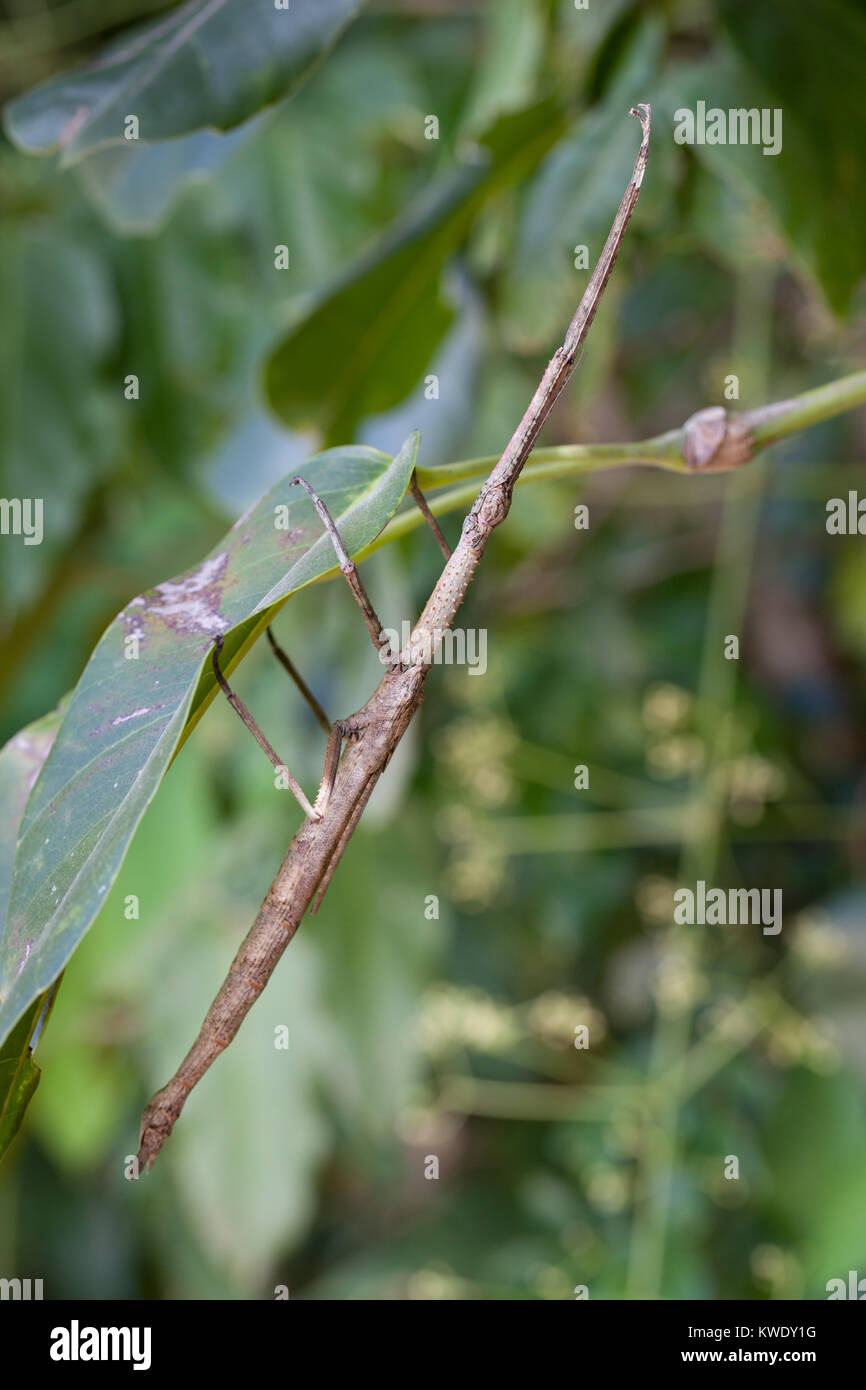 Strong Stick Insect (Anchiale briareus) adult female in foliage. Daintree. Queensland. Australia. Stock Photo