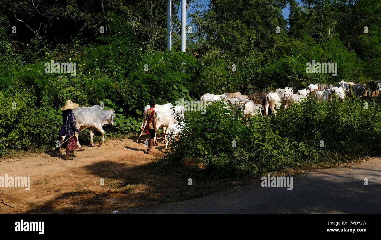 Cattle herders with cattle near Inle Lake, Myanmar Stock Photo