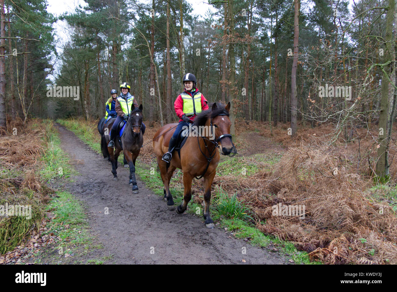 Women riding horses through Broxbourne Woods on public footpath, UK, Winter Stock Photo