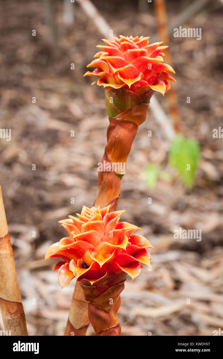 Back-scratcher Ginger (Tapeinochilos ananassae) fruiting Infructescences. Daintree River. Queensland. Australia. Stock Photo