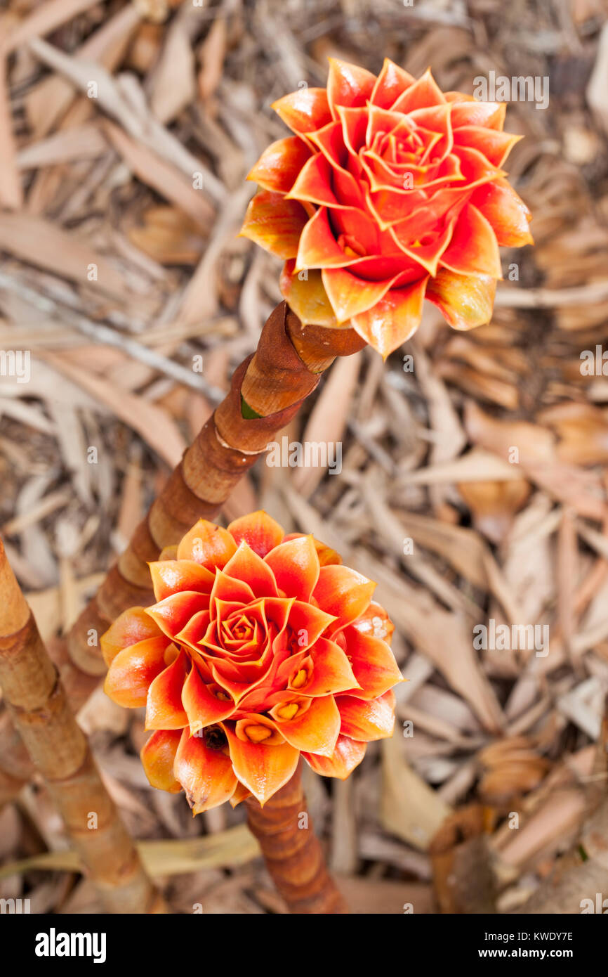 Back-scratcher Ginger (Tapeinochilos ananassae) fruiting Infructescences. Daintree River. Queensland. Australia. Stock Photo