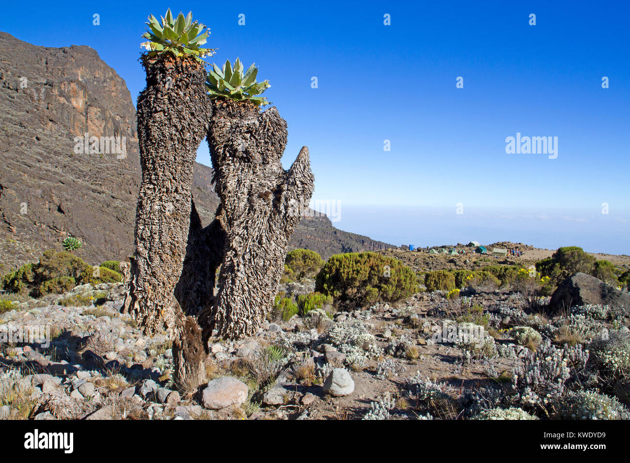 Giant groundsels at Barranco camp on Mt Kilimanjaro Stock Photo