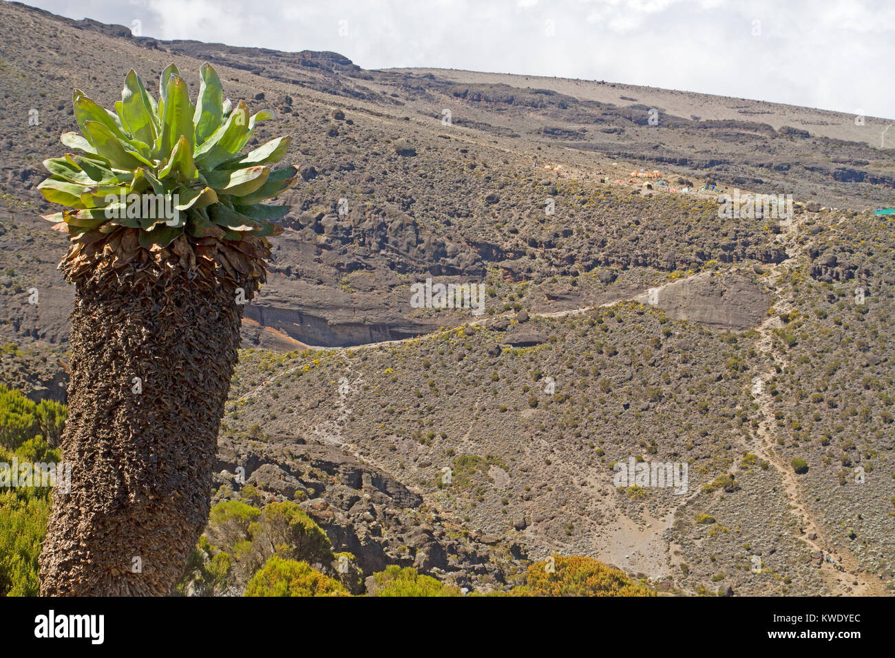 Giant groundsel (senesia) and Karanga camp on Mt Kilimanjaro Stock Photo