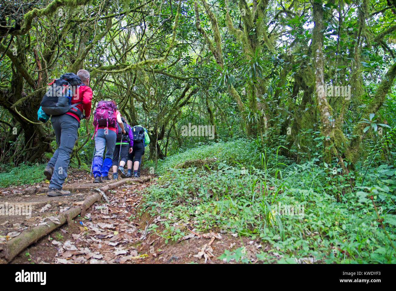 Trekkers in montane forest on the lower slopes of Mt Kilimanjaro Stock Photo