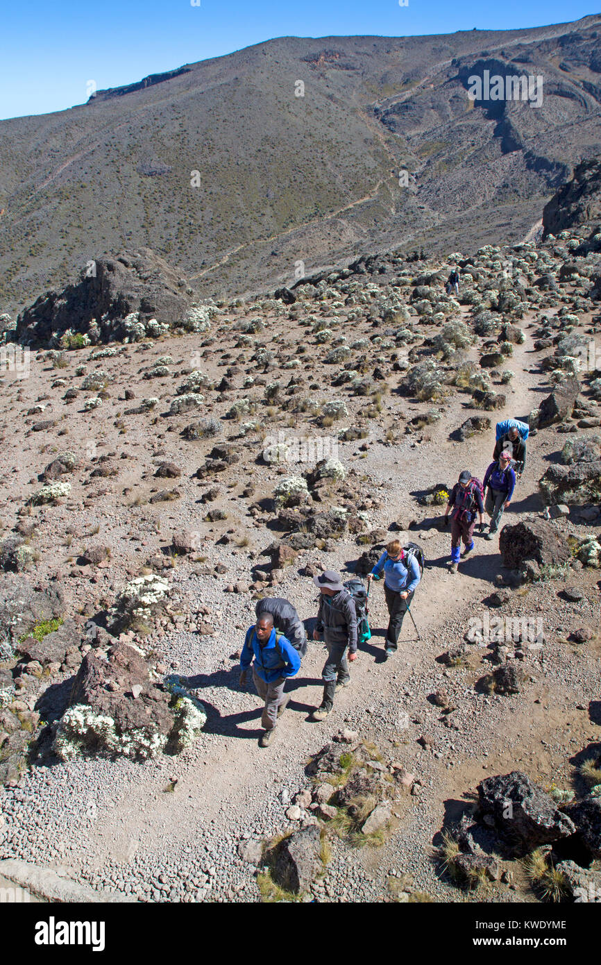Trekkers on the Barranco Wall on Mt Kilimanjaro Stock Photo