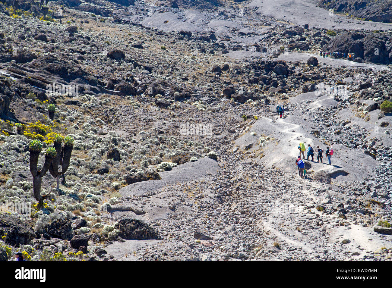 Trekkers on the southern slopes of Mt Kilimanjaro Stock Photo
