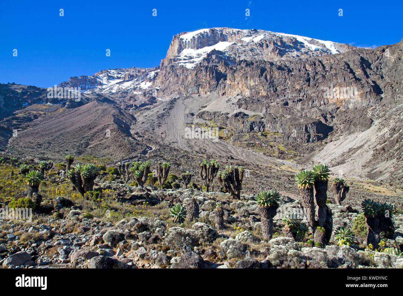 Giant groundsels (senesia) on Mt Kilimanjaro Stock Photo