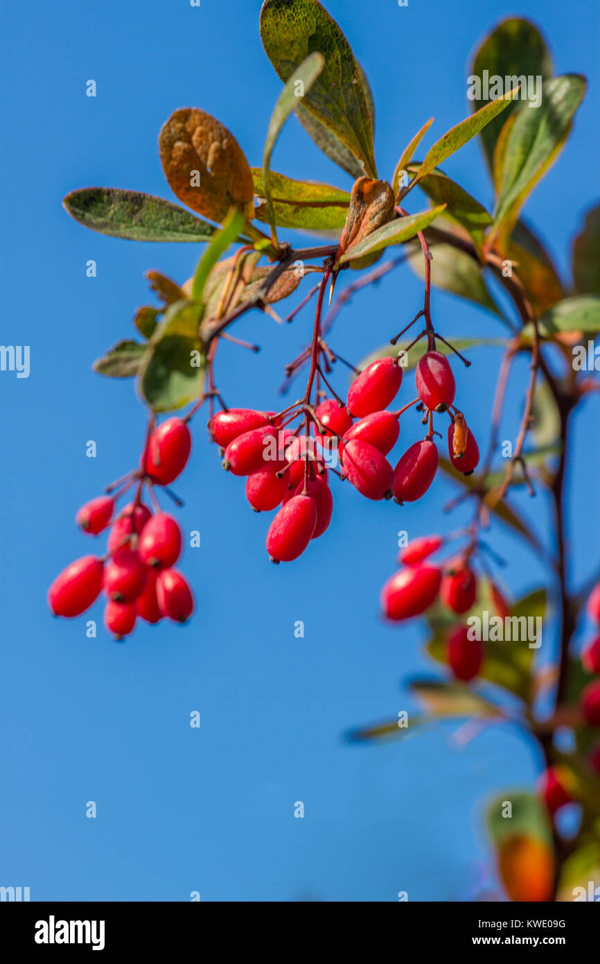 Fresh berries of berberis on the branch in the end of October. Isolated Stock Photo