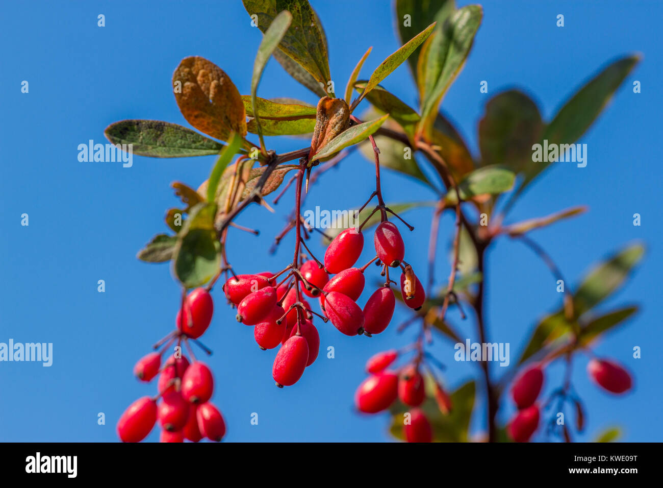 Fresh berries of berberis on the branch in the end of October. Isolated Stock Photo