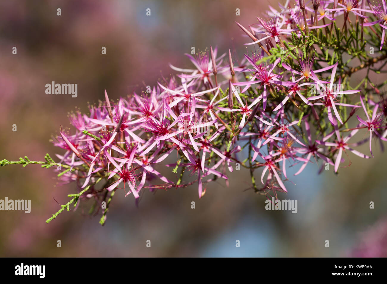 Turkey Bush (Calytrix exstipulata) in flower.  July 2011. Berry Springs. Northern Territory. Australia. Stock Photo
