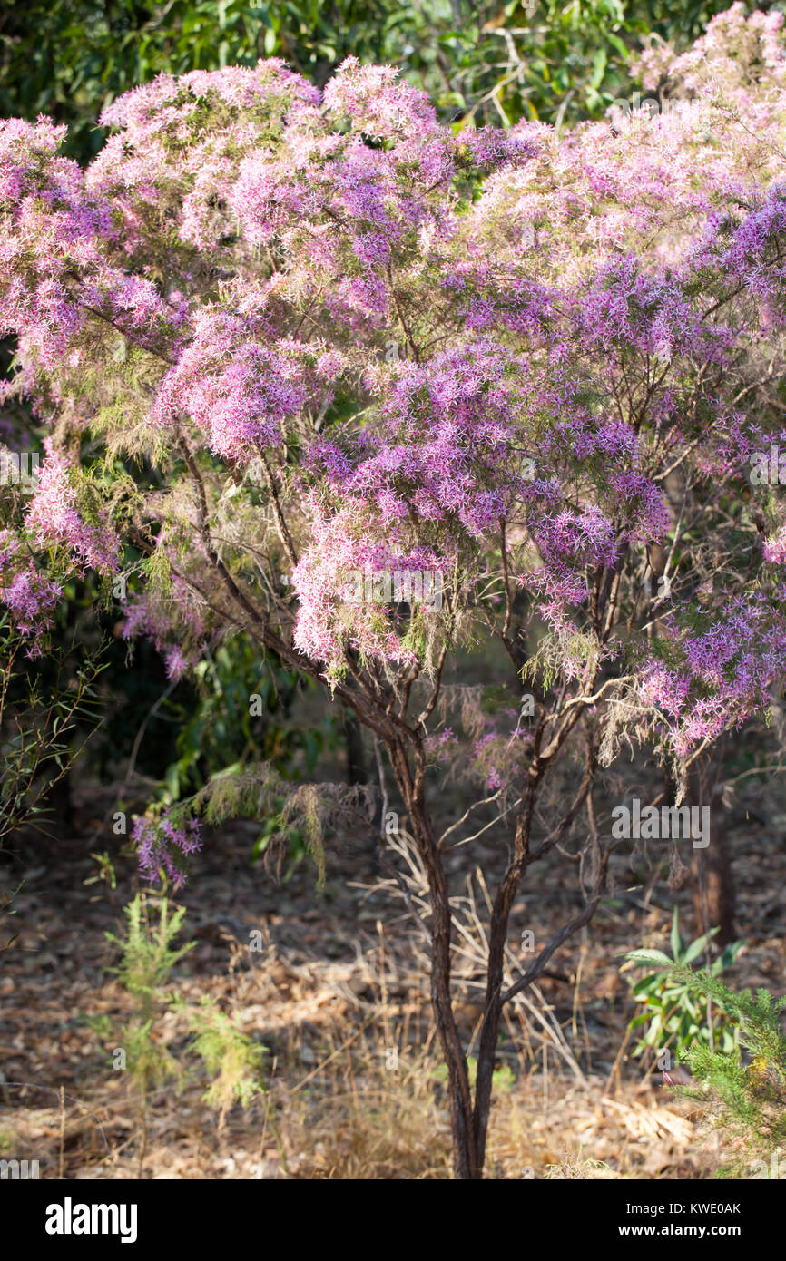 Turkey Bush (Calytrix exstipulata). Shrub in flower. Berry Springs. Northern Territory. Australia. Stock Photo