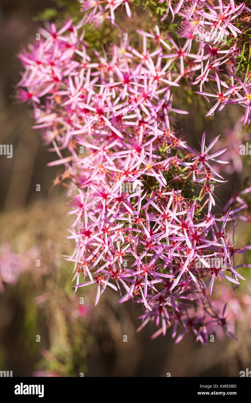 Turkey Bush (Calytrix exstipulata) in flower. Berry Springs. Northern Territory. Australia. Stock Photo