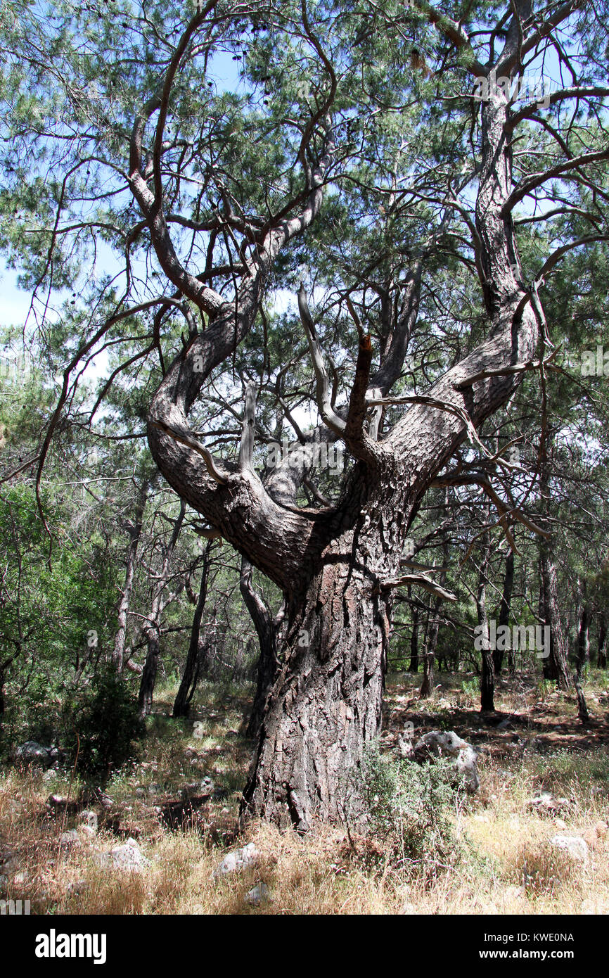 Big pine tree hi-res stock photography and images - Alamy