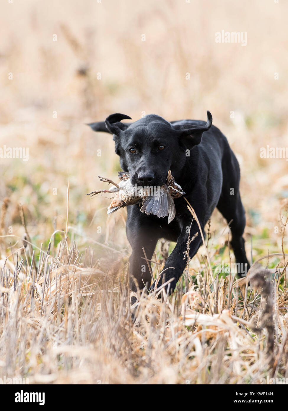 A Black Lab with a Bobwhite Quail in Kansas on a late autumn day Stock