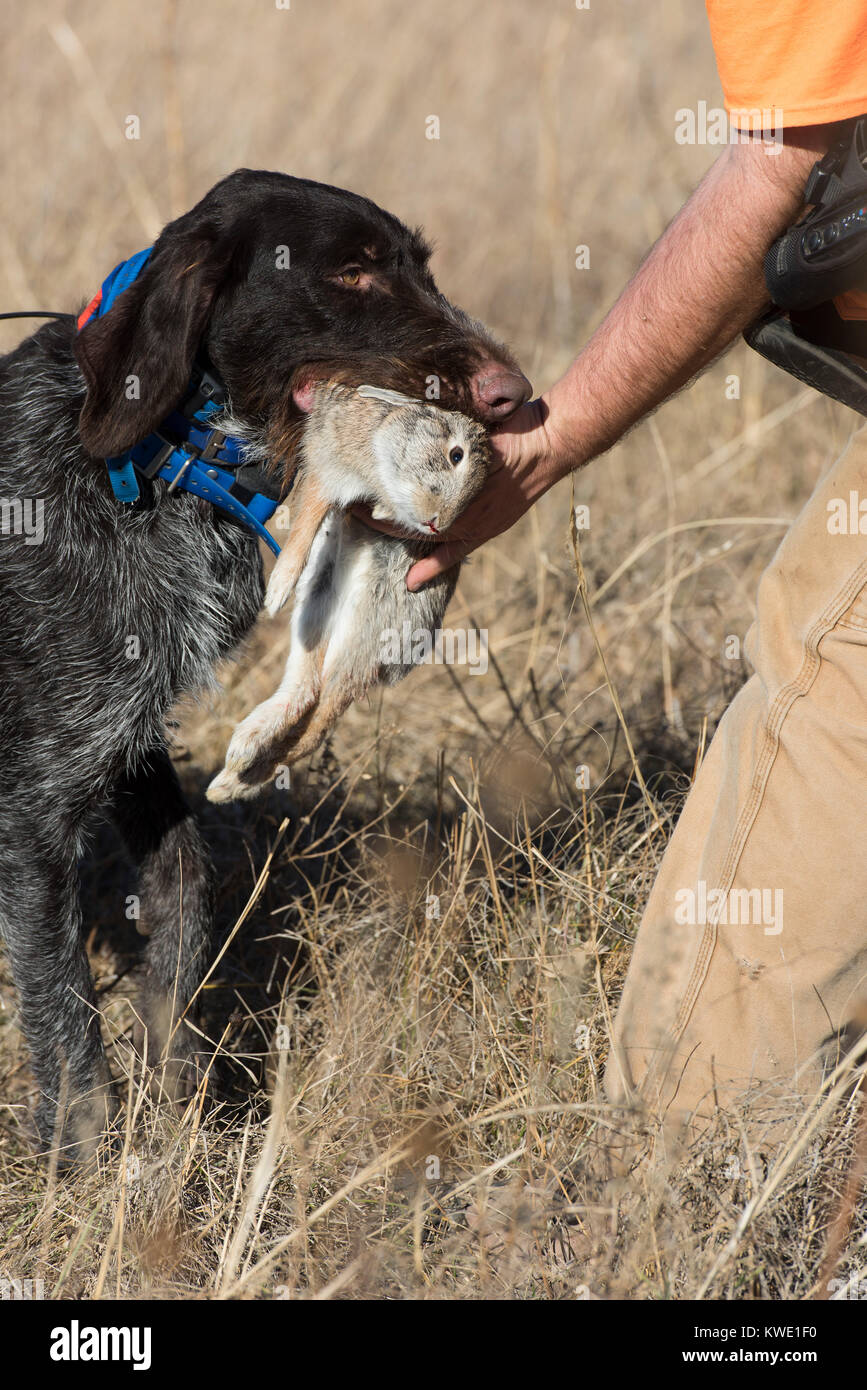 Dog hunting rabbit hires stock photography and images Alamy