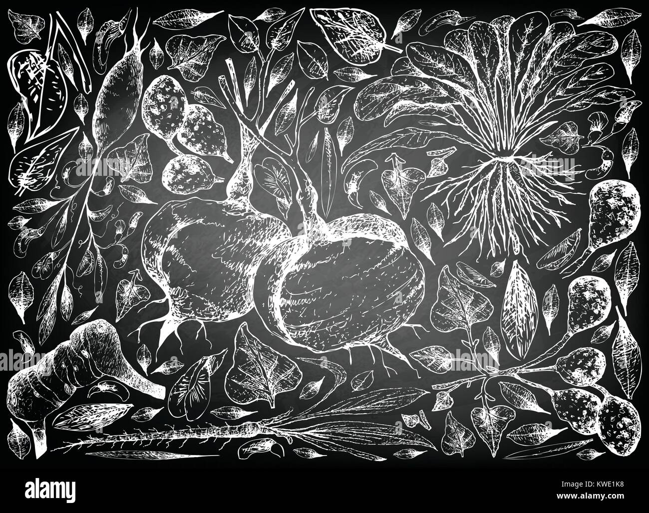 Root and Tuberous Vegetables, Illustration Hand Drawn Sketch of Ulluco, Skirret, Scorzonera, Jicama, Galangal and Earthnut Pea Plants on Black Chalkbo Stock Vector