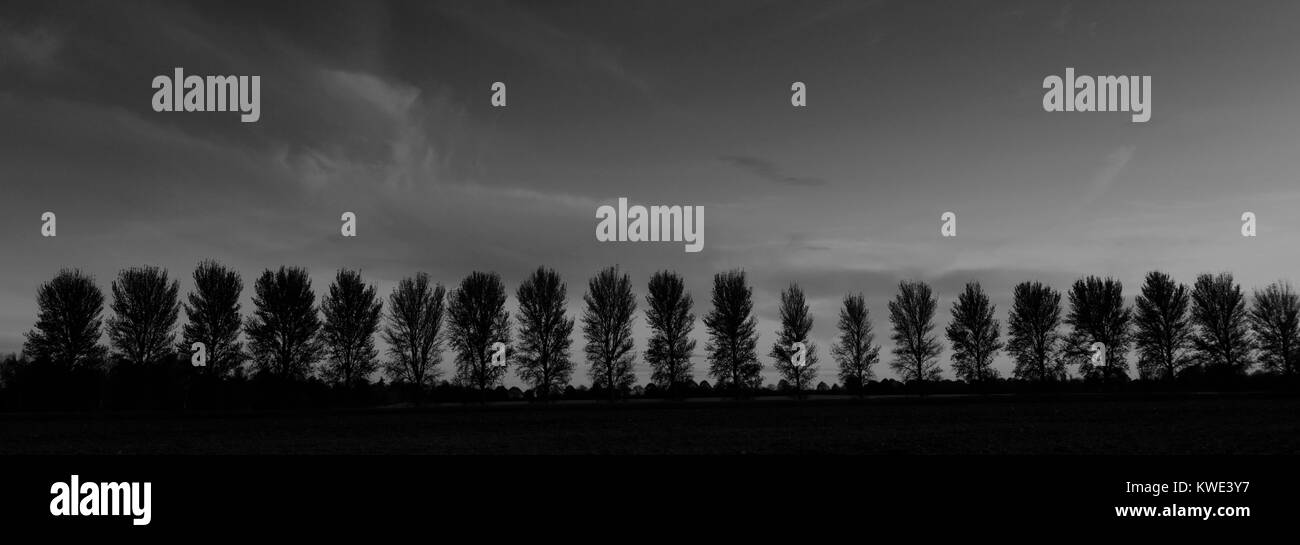 Black pine trees uk hi-res stock photography and images - Alamy