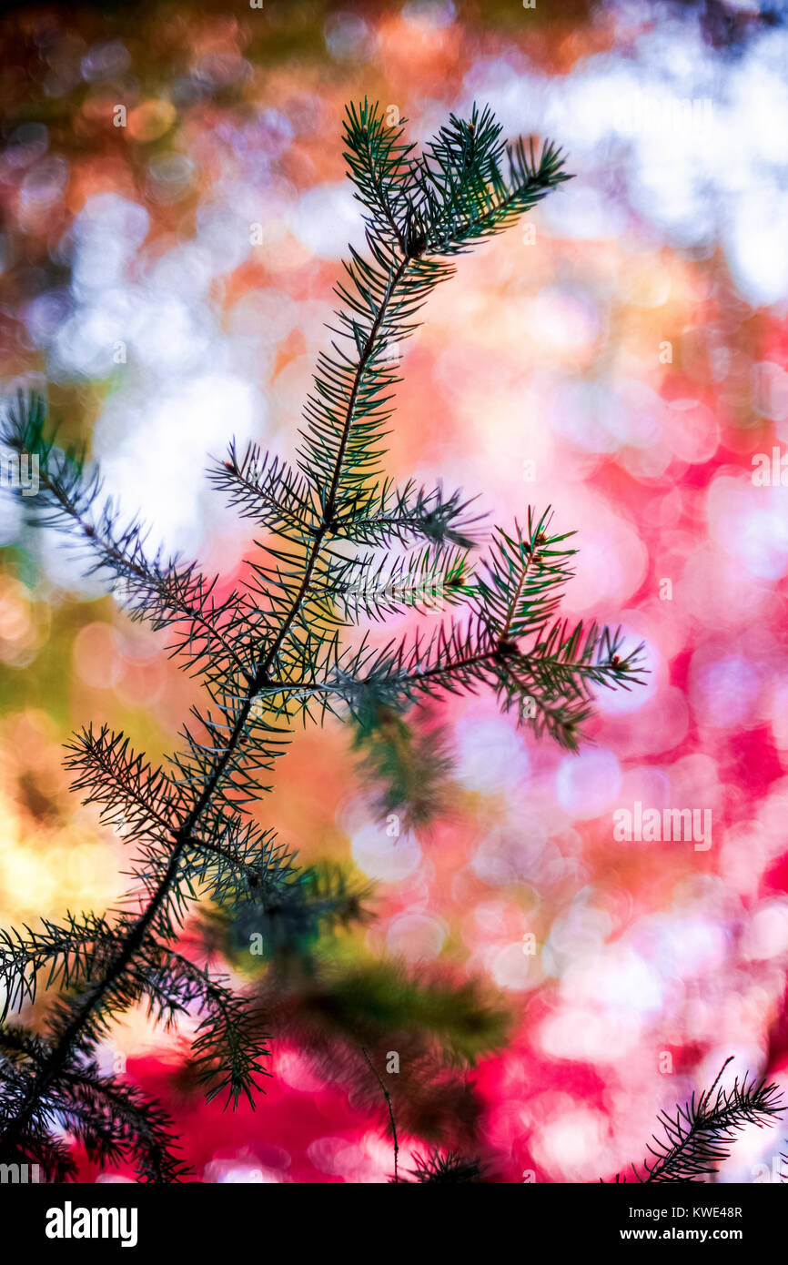 Low angle view of branch of pine tree Stock Photo - Alamy