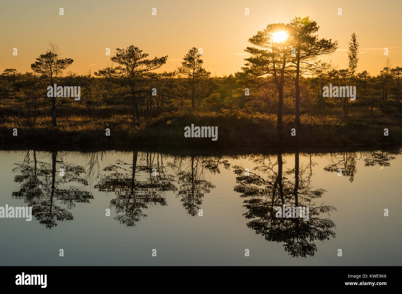 A scene on a swamp during sunset with orange light,  tree silhouettes and reflections in the pond. Stock Photo