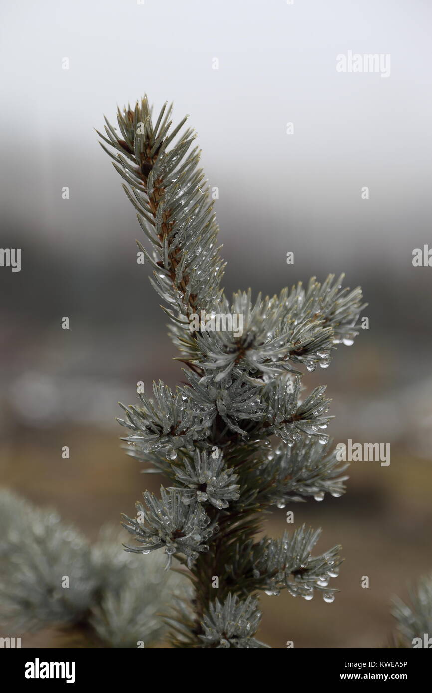 silver picea pungens Stock Photo