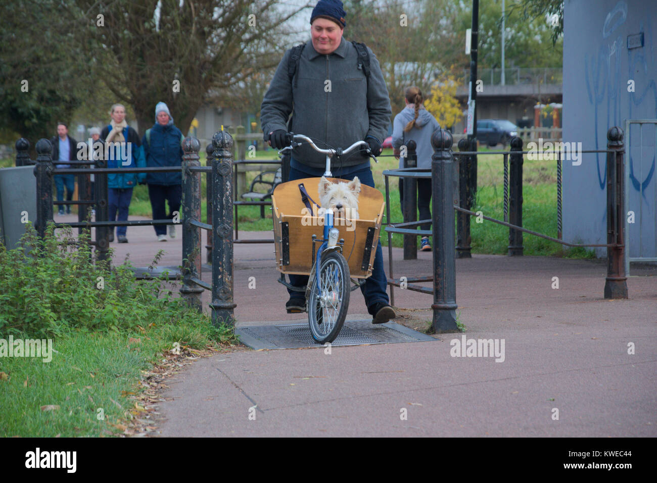 Dog In Basket Of Dutch Bike Stock Photo Alamy