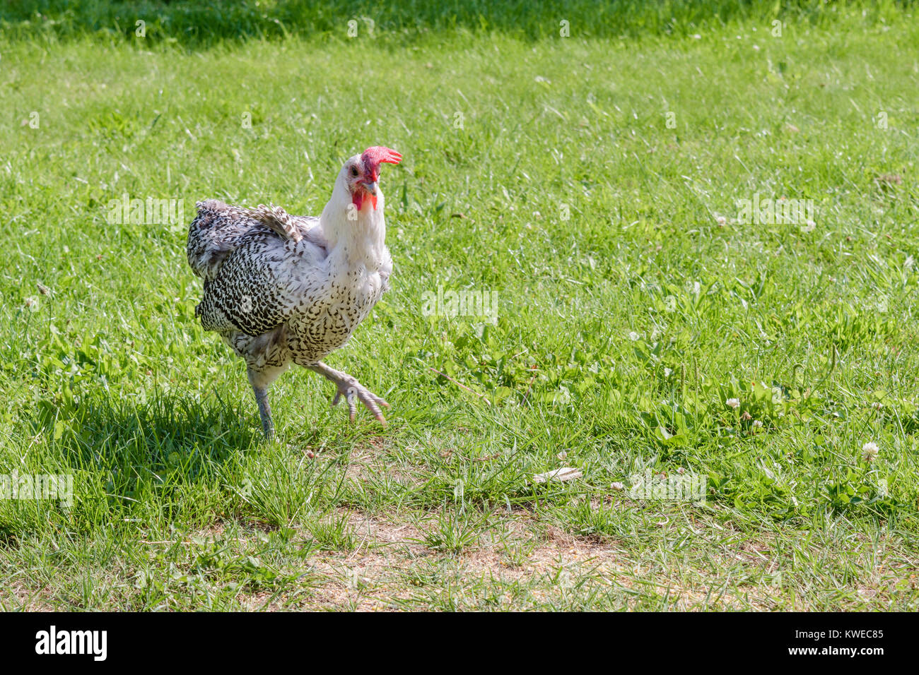 A free range chicken is walking in a grass field on a sunny day in summer. Stock Photo