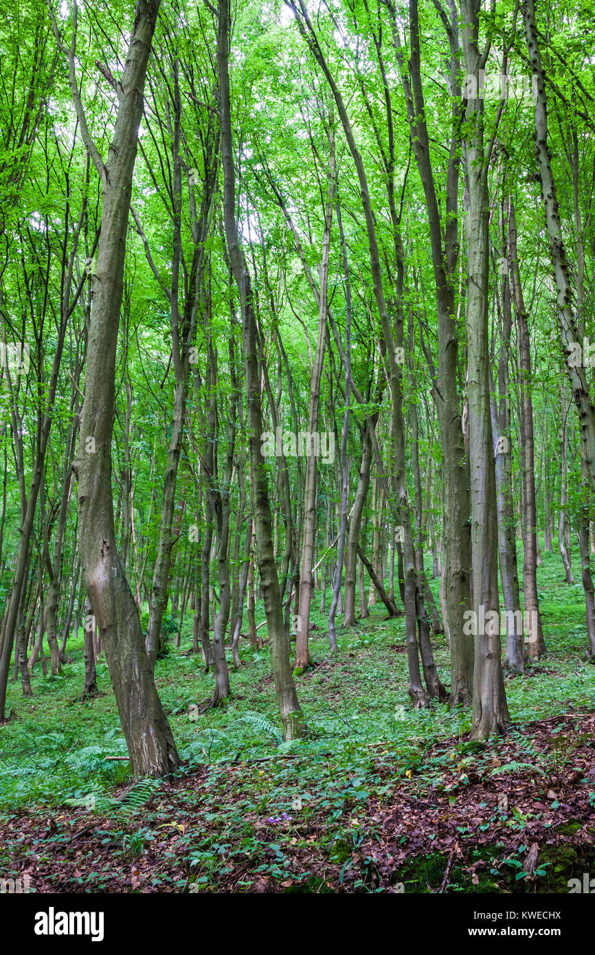 Green forest season hires stock photography and images Alamy