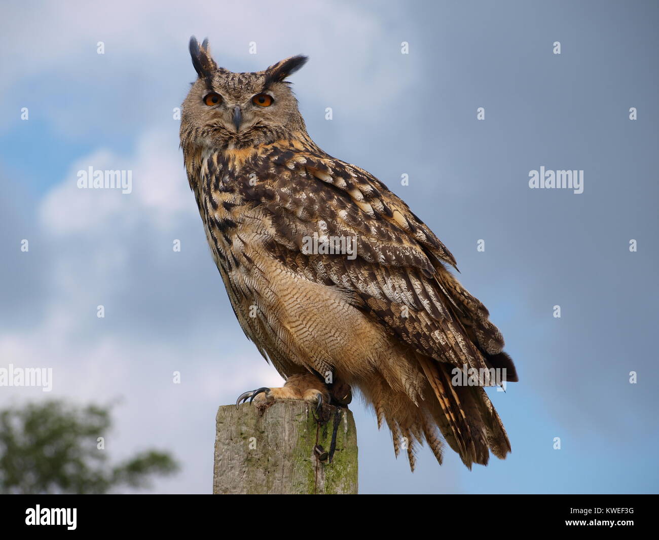 Female Eagle Owl Bubo Hi res Stock Photography And Images Alamy