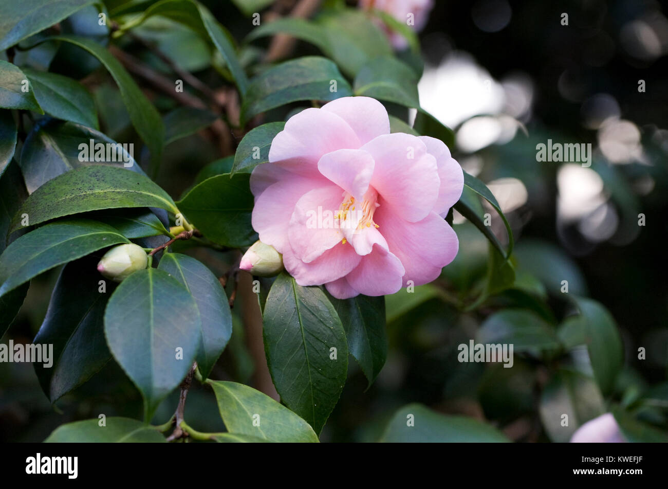 camellia-japonica-magnoliaeflora-flowering-in-a-protected-environment