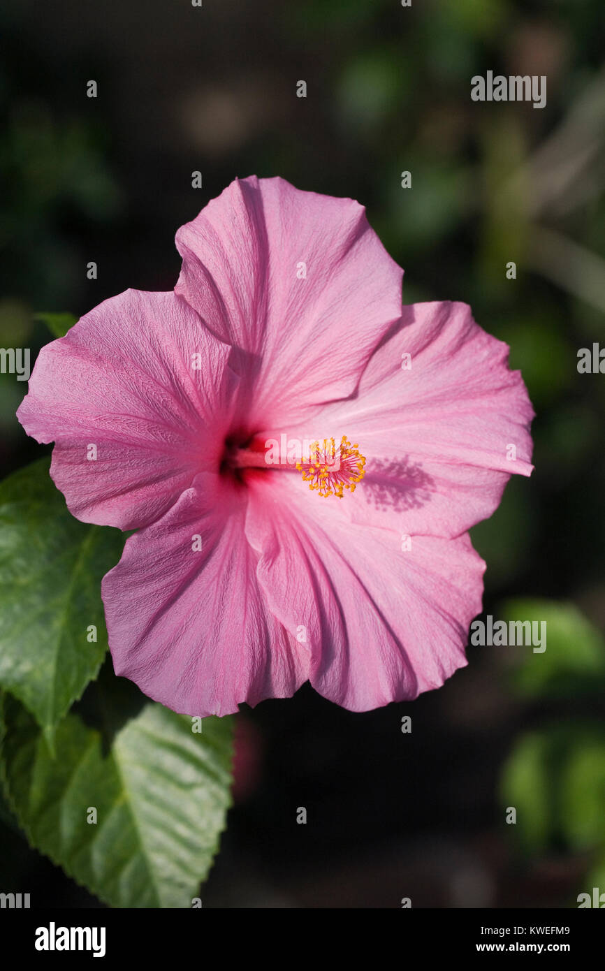 Hibiscus 'Seminole Pink' growing in a protected environment . Stock Photo