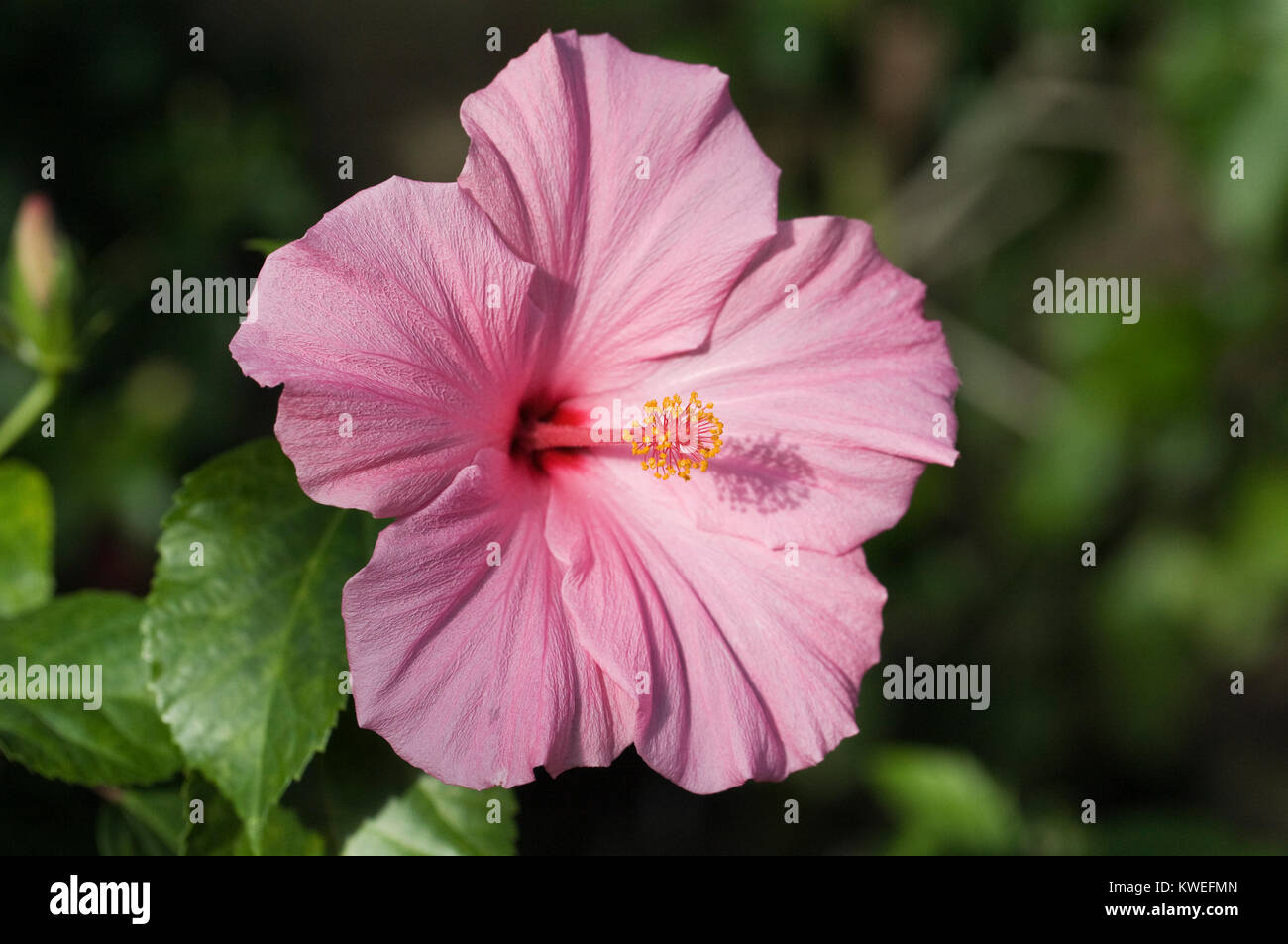 Hibiscus 'Seminole Pink' growing in a protected environment . Stock Photo