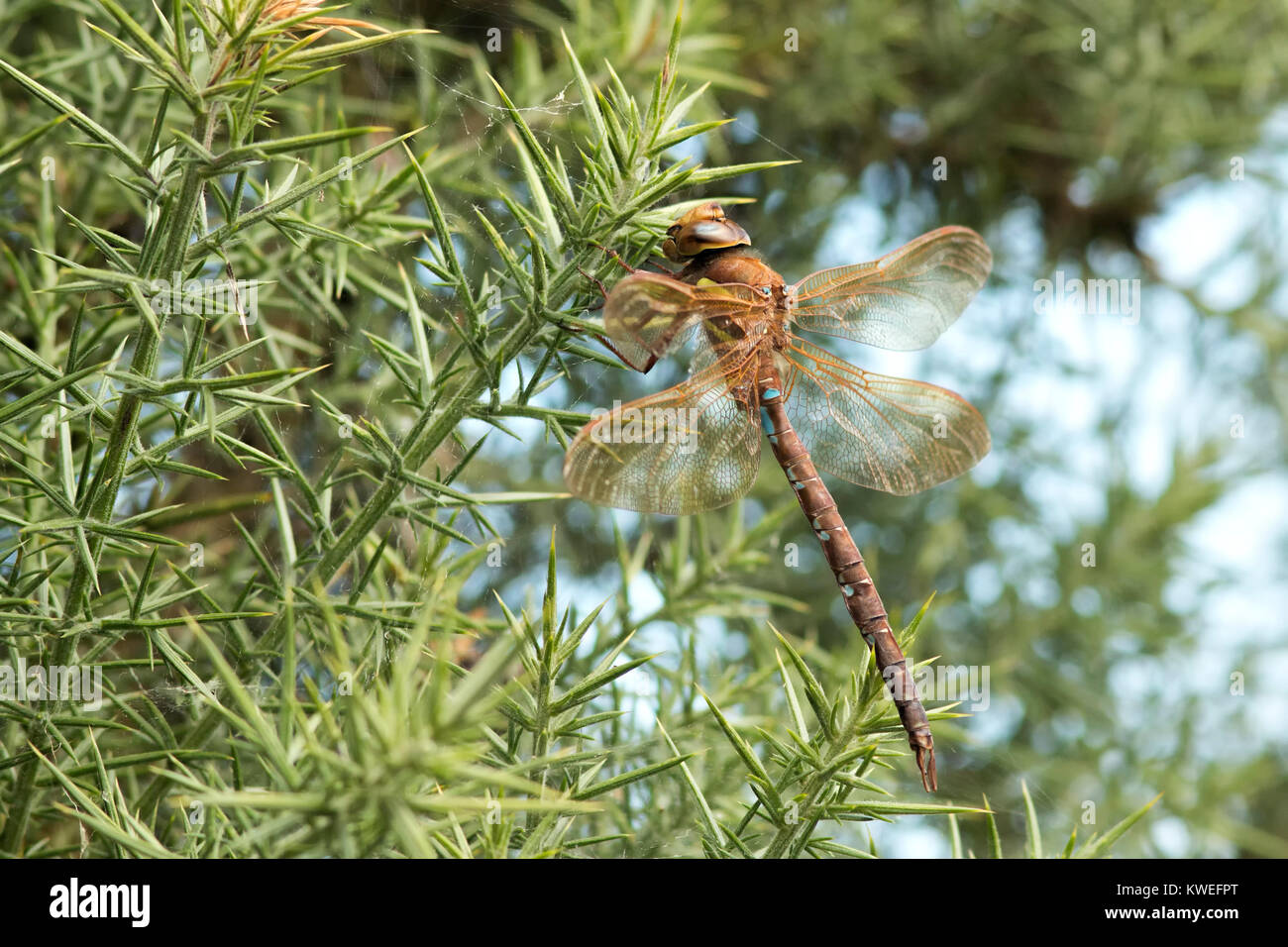 Brown Hawker dragonfly (Aeshna grandis) perched on a gorse bush. Fenor Bog, Waterford, Ireland. Stock Photo