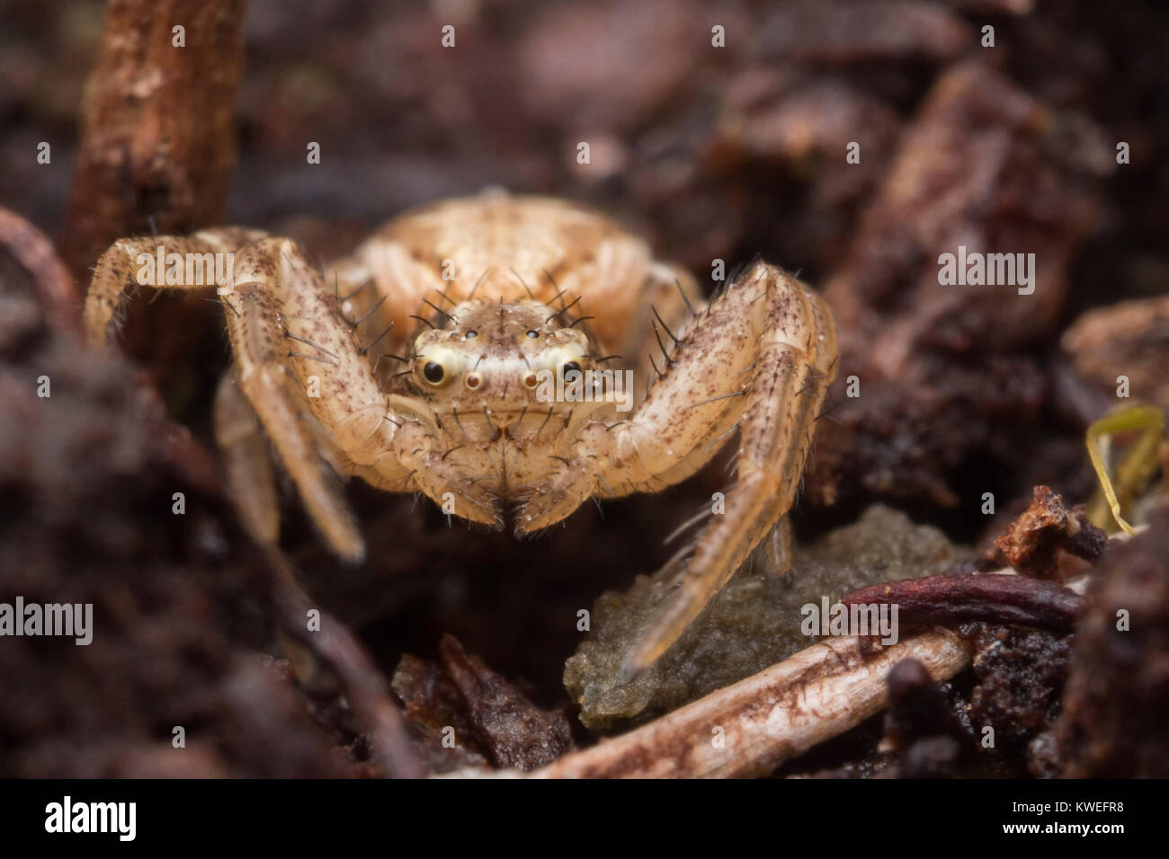 Crab Spider (Xysticus sp) resting at base of tree. Tipperary, Ireland Stock Photo