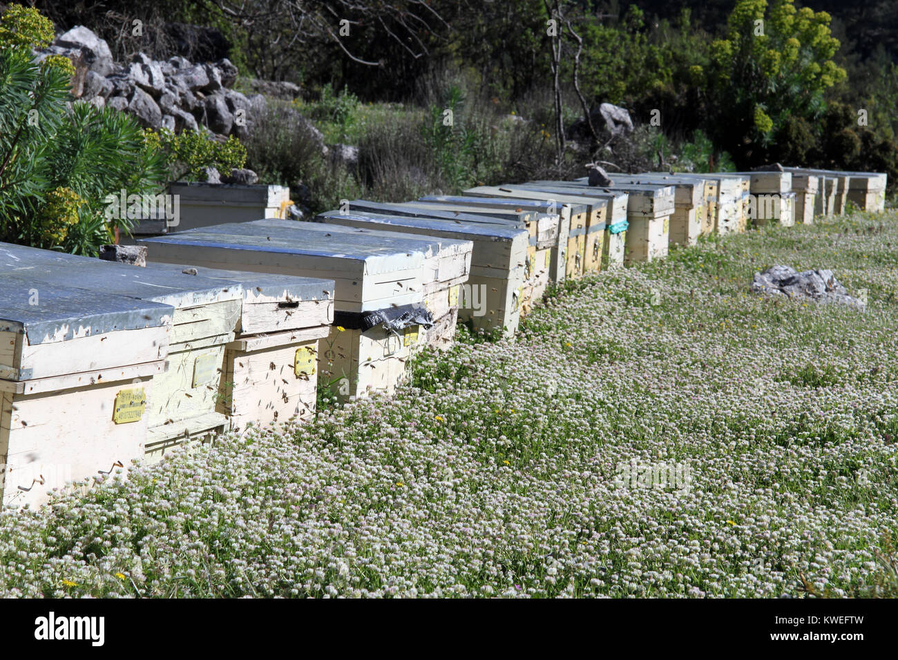 Apiary and beehives in Turkey Stock Photo - Alamy