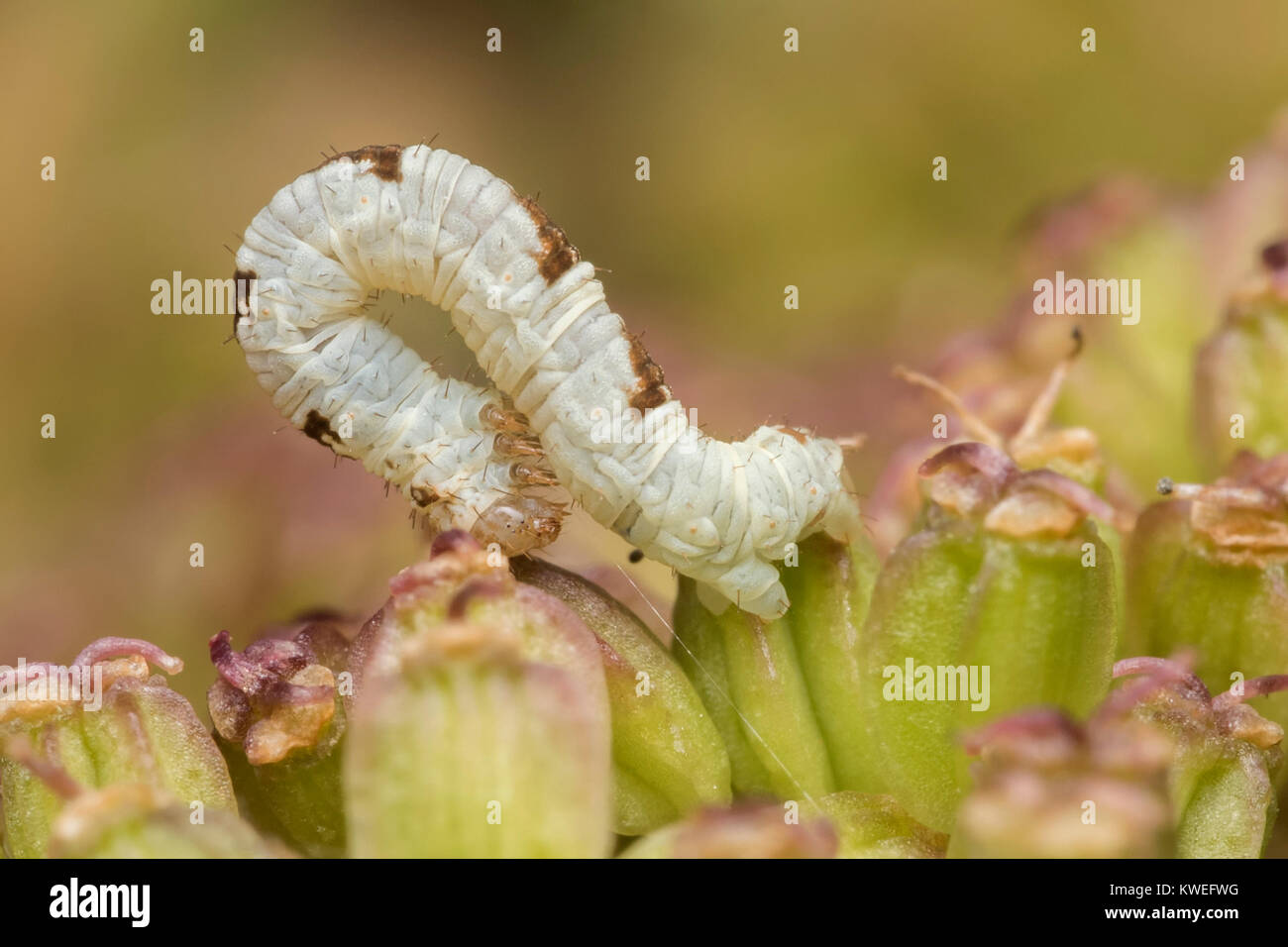 V-Pug moth caterpillar (Chloroclystis v-ata) feeding on an umbellifer. Cahir, Tipperary, Ireland. Stock Photo