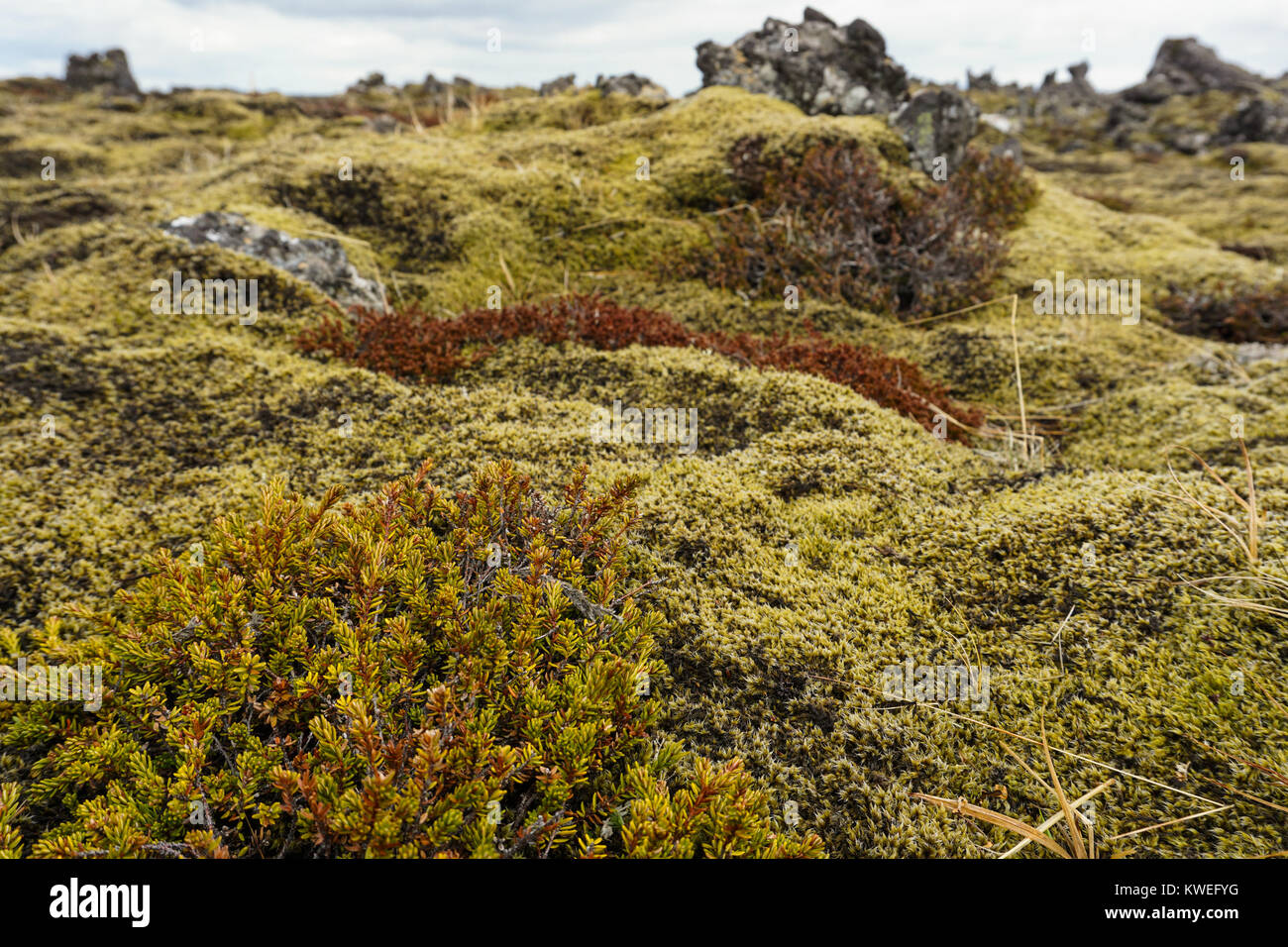 Icelandic moss hi-res stock photography and images - Alamy