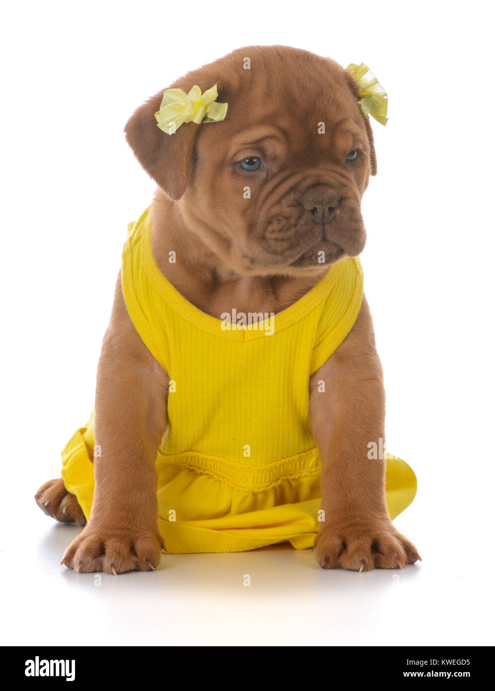 female dogue de bordeaux puppy wearing yellow dress on white background  Stock Photo - Alamy