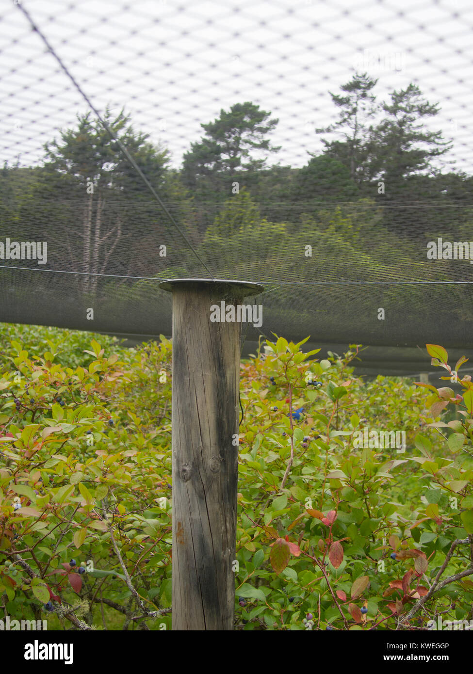 Bird Netting Over Blueberry Bushes Stock Photo - Alamy