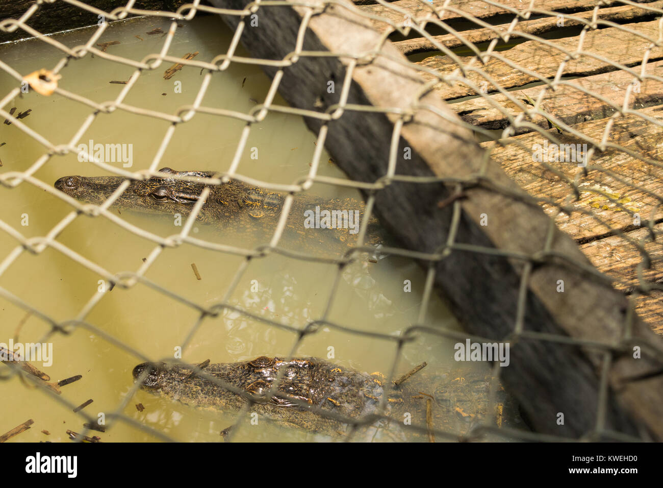 Two live crocodiles swimming in a water cage, in a floating restaurant