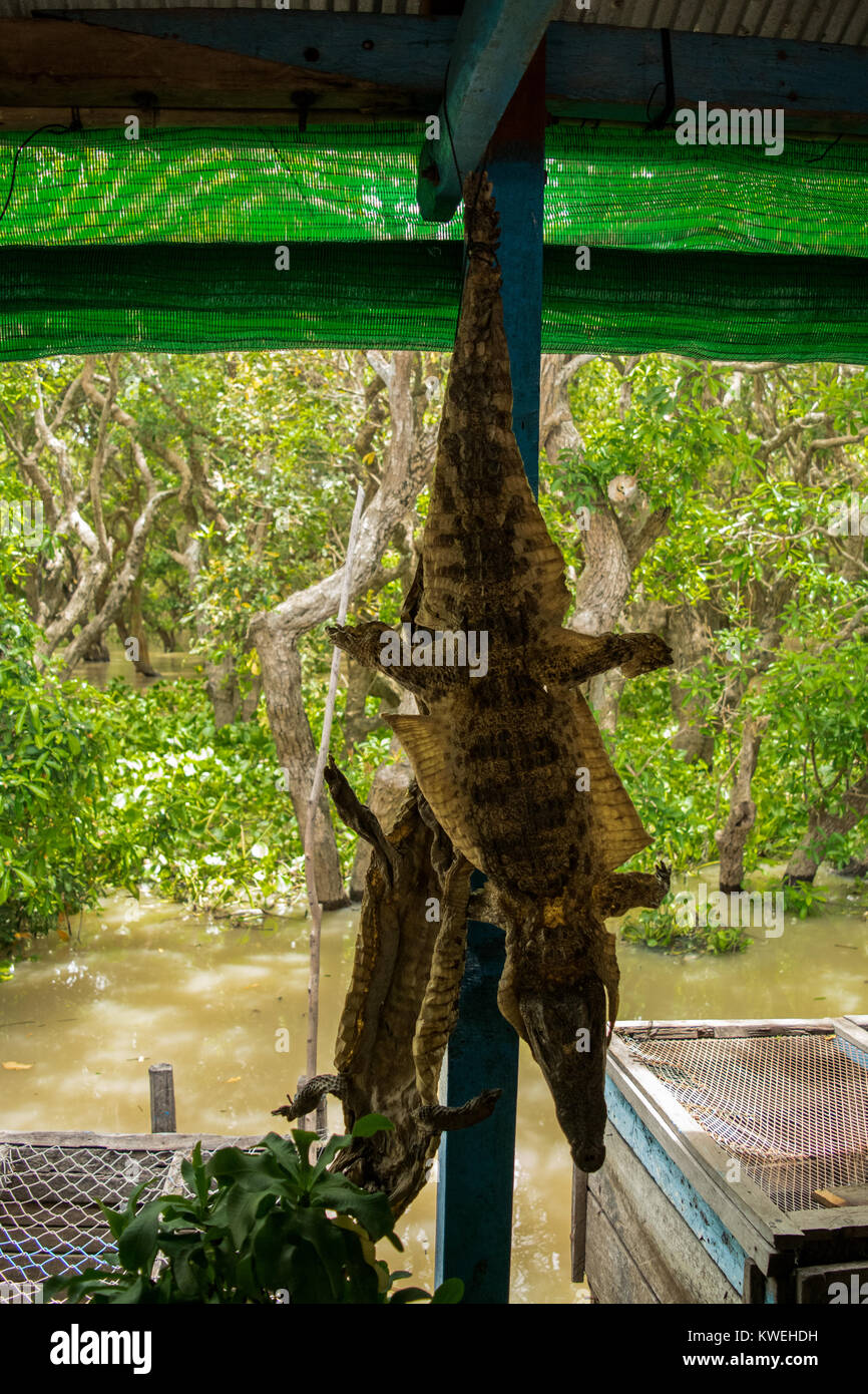 Two crocodile skins and heads, hanging upside down to dry, at a floating restaurant that serves crocodile meat, Kampong Phluk, Siem Reap, Cambodia Stock Photo