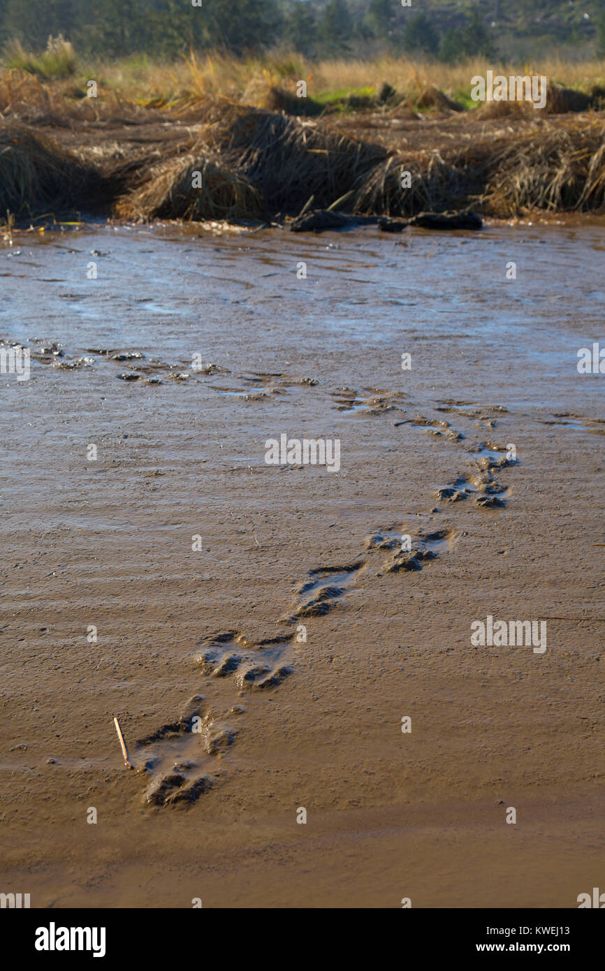 Tracks along Millport Slough, Siletz Bay National Wildlife Refuge, Oregon Stock Photo