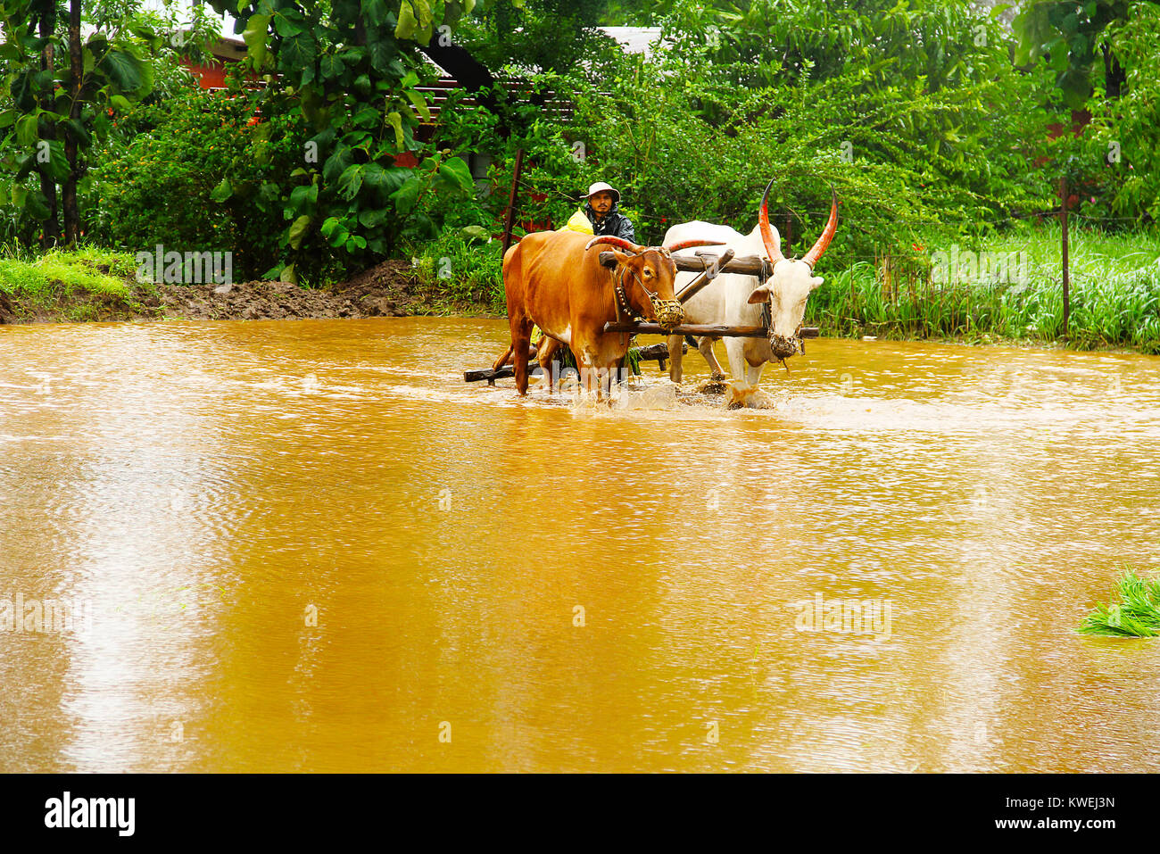 Farmer working in paddy field, full with muddy water with pair of oxen, near Lavasa, Pune Stock Photo
