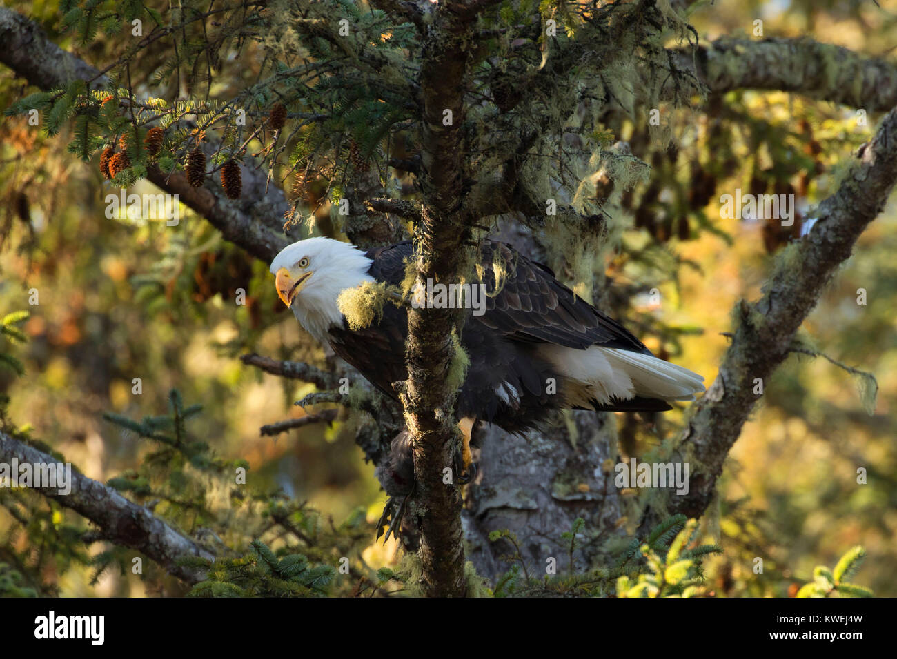 Bald eagle (Haliaeetus leucocephalus), Brian Booth State Park, Oregon
