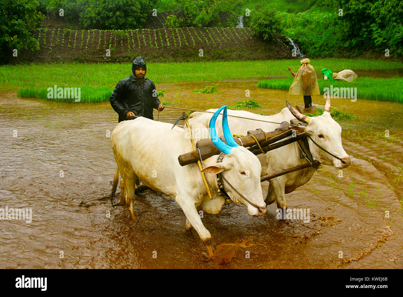 Young farmer plowing rice paddy field with a pair of oxen, near Lavasa, Pune Stock Photo