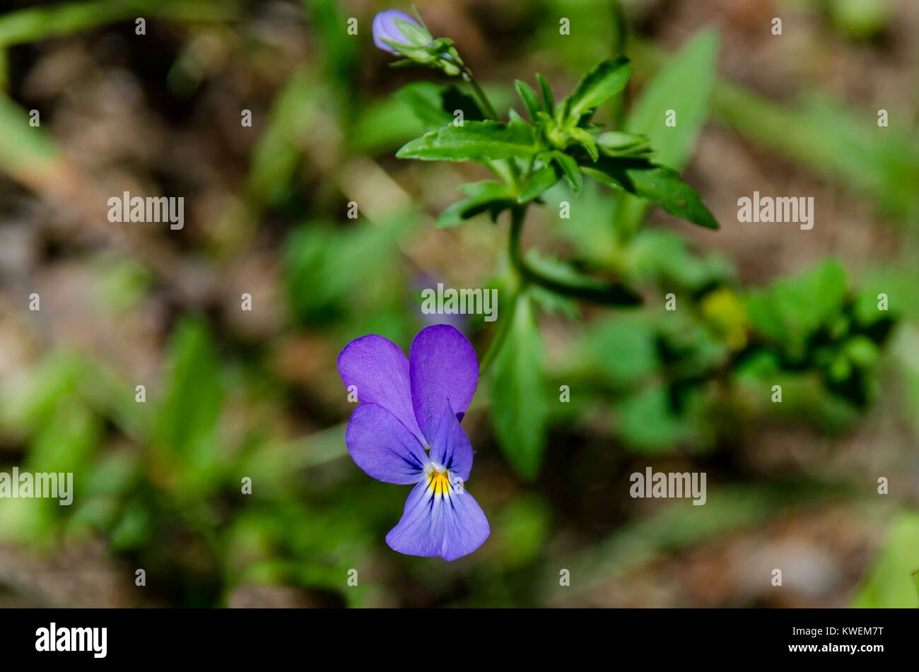 Heartsease or Viola tricolor blooming in the glade, Plana mountain, Bulgaria Stock Photo
