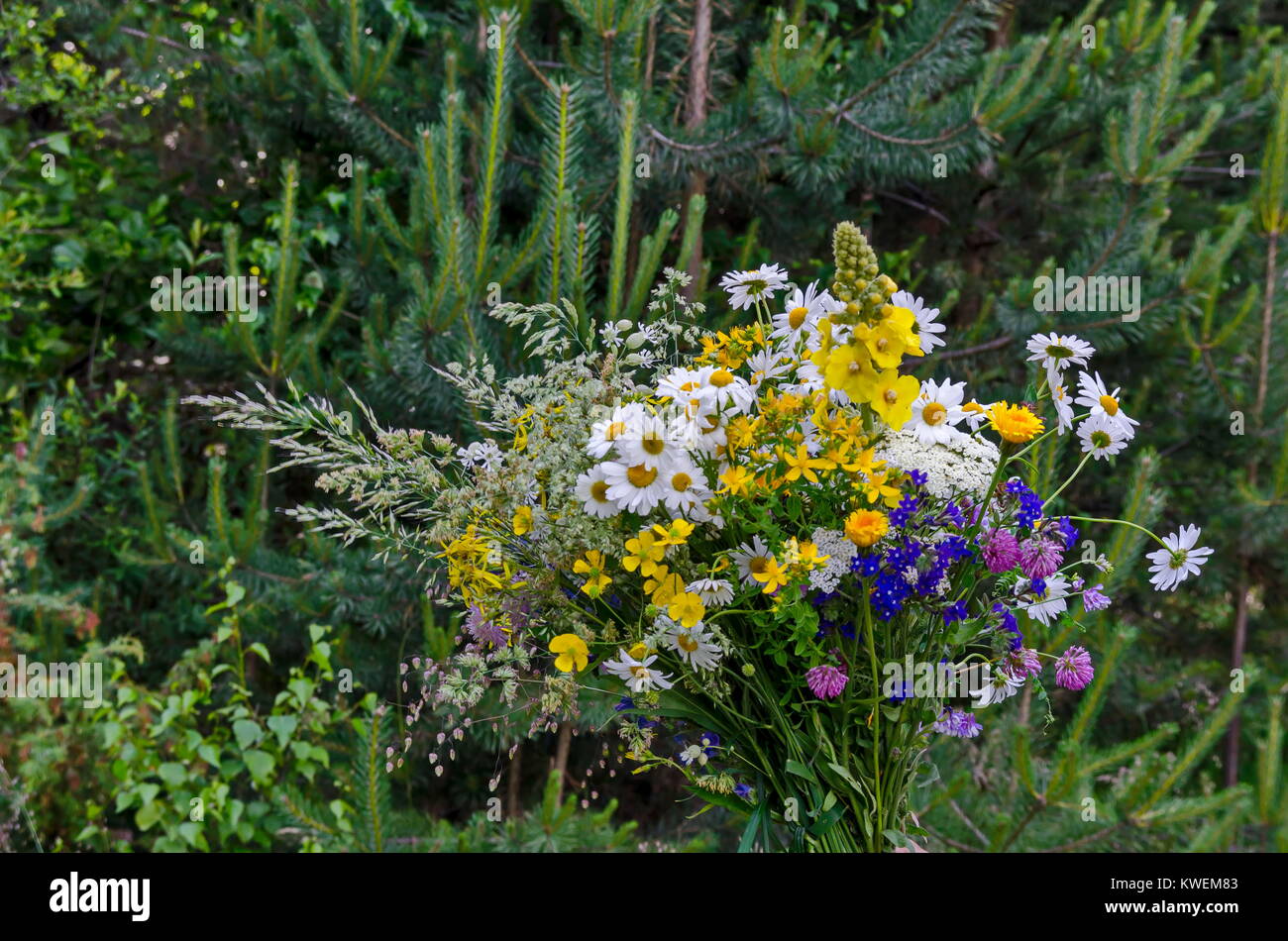 Bouquet  from differently wildflowers in blooms, Plana mountain, Bulgaria Stock Photo