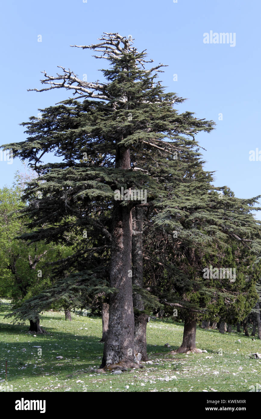 Big cedar tree in the mountain forest, Turkey Stock Photo