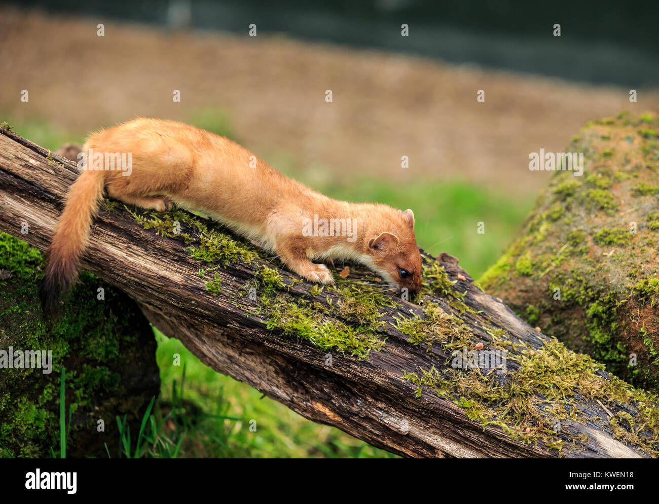 The stoat, also known as the short-tailed weasel, is a mammal of the genus Mustela of the family Mustelidae native to Eurasia and North America Stock Photo