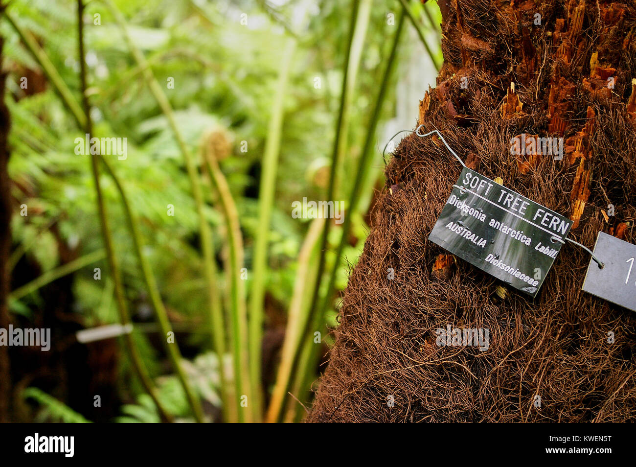 Australian Soft Tree Fern (Dicksonia antarctica Labill. / Dicksoniaceae) Stock Photo